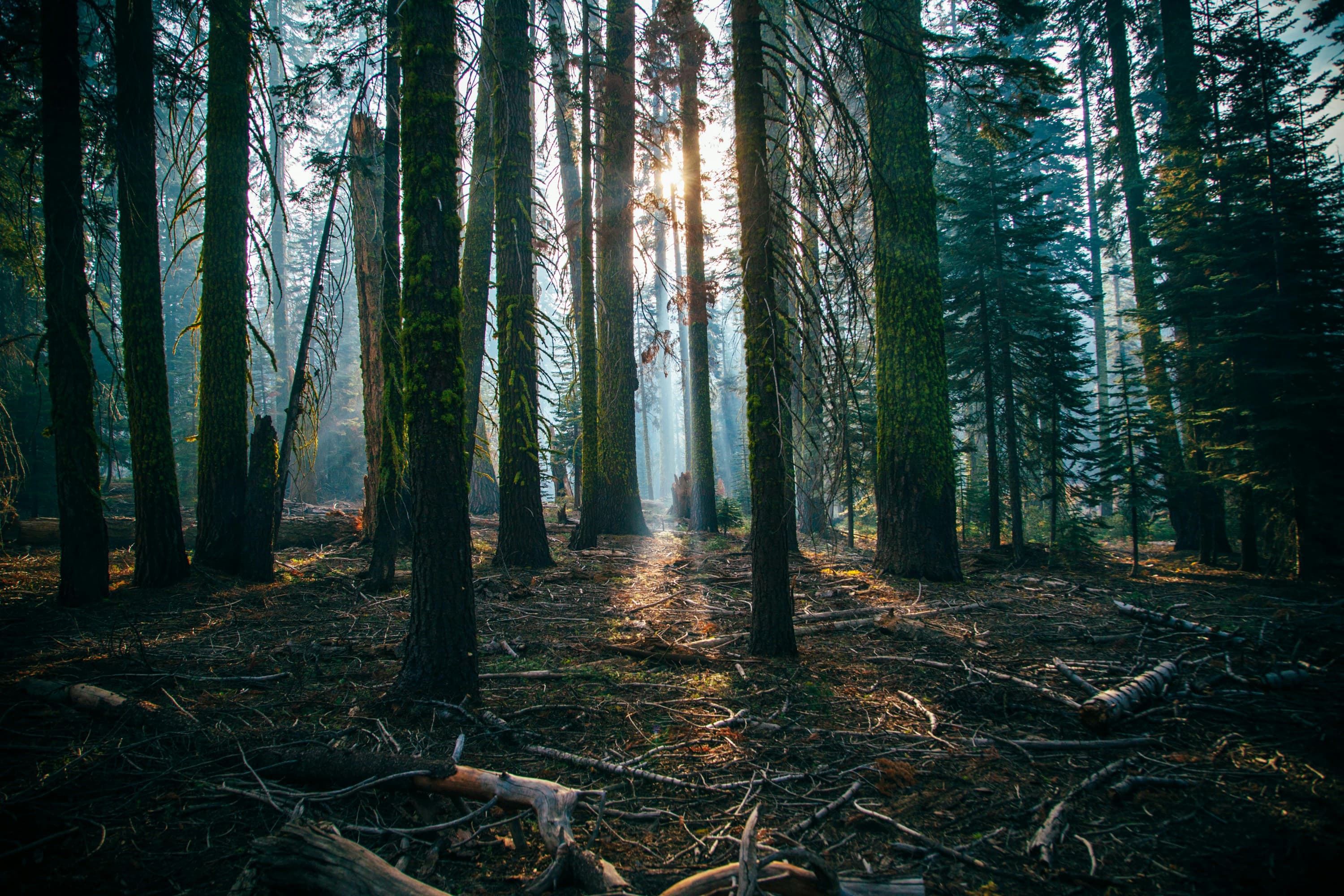 Forest Image